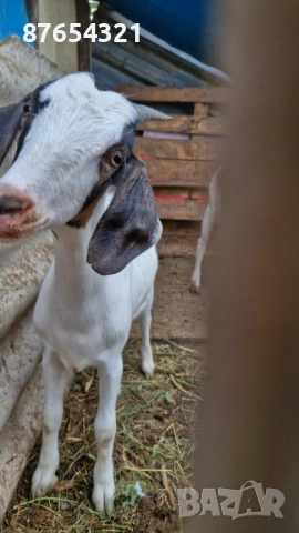 Ярета Женски, снимка 1