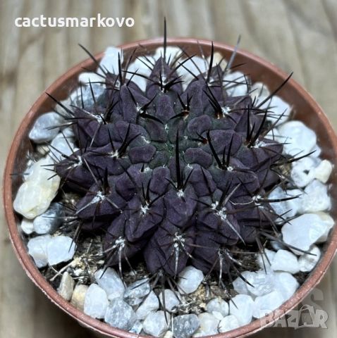 Neoporteria paucicostata, снимка 1 - Стайни растения - 45430726