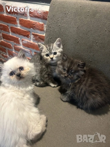 британски котета, снимка 5 - Британска късокосместа - 53887530