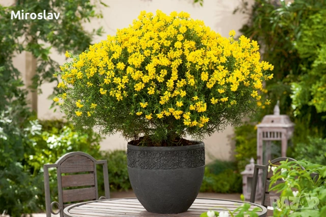 Гениста-(жълтуга)