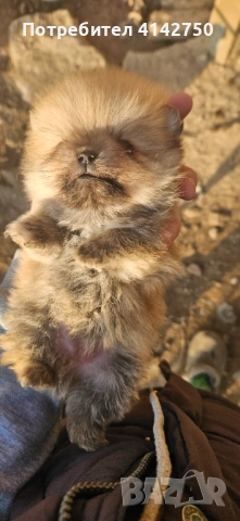 Мини Померанчета момчета , снимка 8 - Померан - 53836470