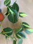 Philodendron Cream Splash , снимка 8