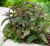 Шоколадова Мента, Mentha "Chocolate Mint", студоустойчива и многогодишна, снимка 1