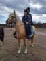 Ездитен кон Аблай Хан, снимка 16