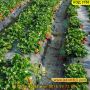 Иновативна стойка за ягоди против вредителите и гниене - КОД 3700, снимка 3