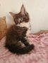 Чистокръвно котенце от породата Мейн Куун, снимка 1 - Мейн кун - 45249752