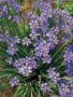 Сисиринхиум (Sisyrinchium angustifolium), снимка 1 - Градински цветя и растения - 45618883