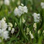 Пушкиния - бяла (Puschkinia scilloides var. libanotica 'Alba') – луковички, снимка 2