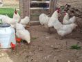 Яйца от бял австралорп , снимка 1 - Кокошки и пуйки - 45227477
