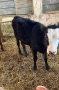 Продавам 4 Телета, снимка 4