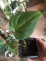 Philodendron Gloriosum, снимка 2