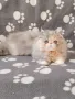 Персийско коте 🐈😻, снимка 5