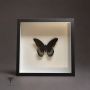 Тропическа пеперуда в рамка, снимка 1 - Декорация за дома - 45903601