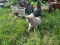Британска късокосместа котка, снимка 3