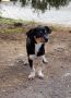 Продам кучета Джак Ръсел мъжки на годинка женски на 6 месеца!, снимка 1 - Джак ръсел териер - 45082683