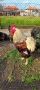 Продавам яйца, снимка 1 - Кокошки и пуйки - 45268922