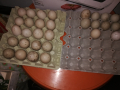 Продавам оплодени яйца от неми патици (юрдечки), снимка 2