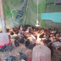Продавам пилета на различна възраст, ваксинирани, дадено всичко необходимо , снимка 5 - Кокошки и пуйки - 45494079