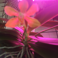 Орхидея Шедьовър Декорум , снимка 4 - Стайни растения - 44977342