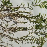 Къдрав ръждавец (Potamogeton crispus), снимка 2 - Градински цветя и растения - 45843640