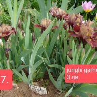 11 мини ириси за градината , снимка 11 - Градински цветя и растения - 45344601