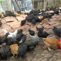 Продавам пилета супер харко женски и старозагорска кръстоска на 2 месеца , снимка 7 - Кокошки и пуйки - 44910170