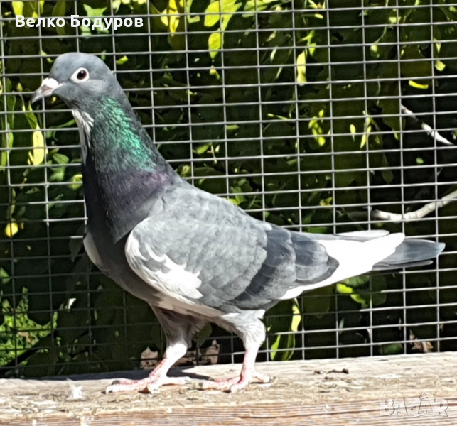 Пазарджишки високо летци. , снимка 1