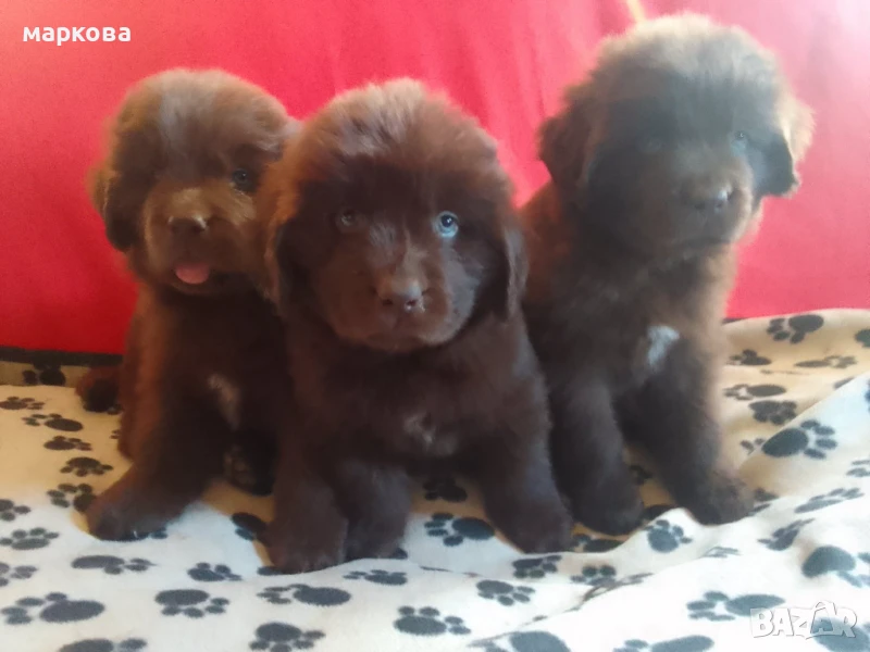 нюфаудленд, снимка 1