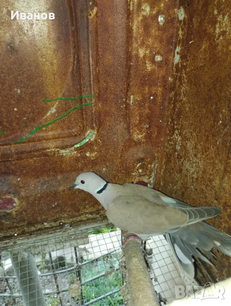 Гугутки, снимка 1