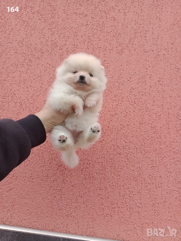 Померани. Снимки от 23.12.25 г., снимка 1