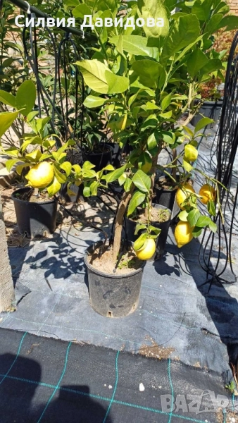 Мандарина, Лимон , снимка 1