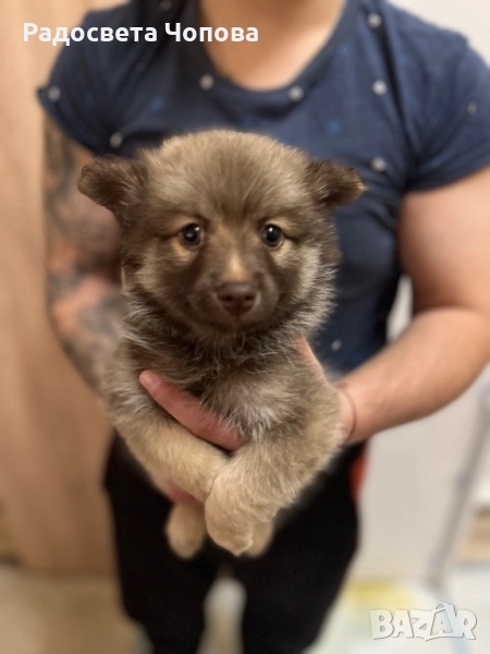 Немски шпиц, снимка 1