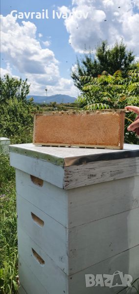 Пчелен мед реколта 2024.От производител цена 6.80кг , снимка 1