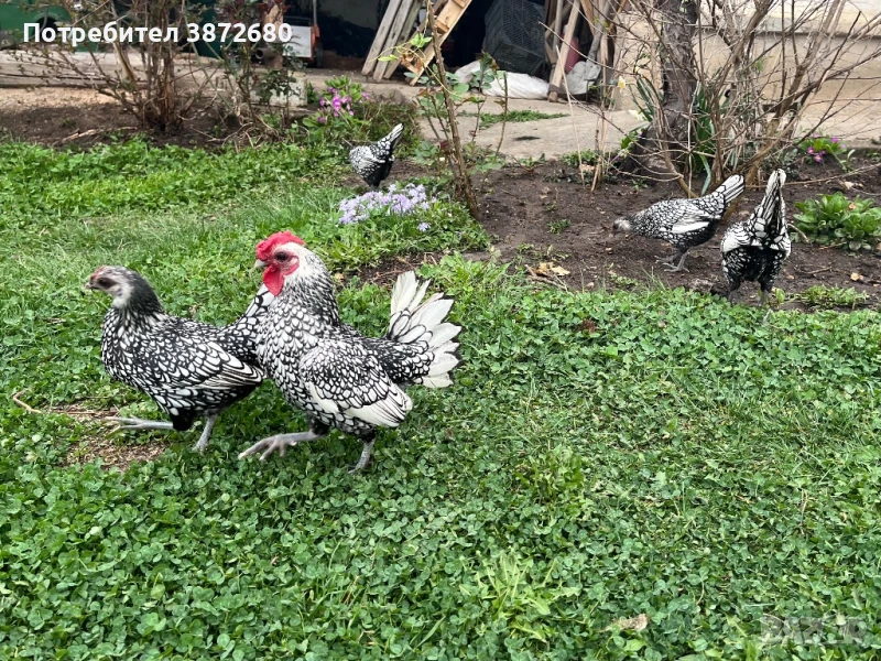 Сребърен зибрайт, снимка 1