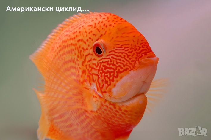 Heros severum red spot, снимка 1