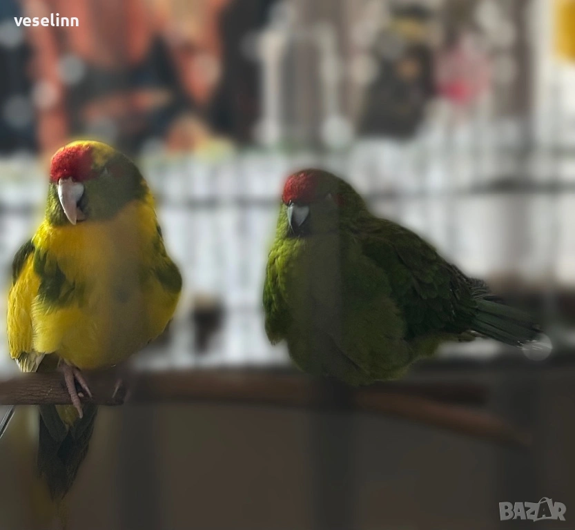 Двойка млади Какарики със клетка - мъжки и женска, снимка 1