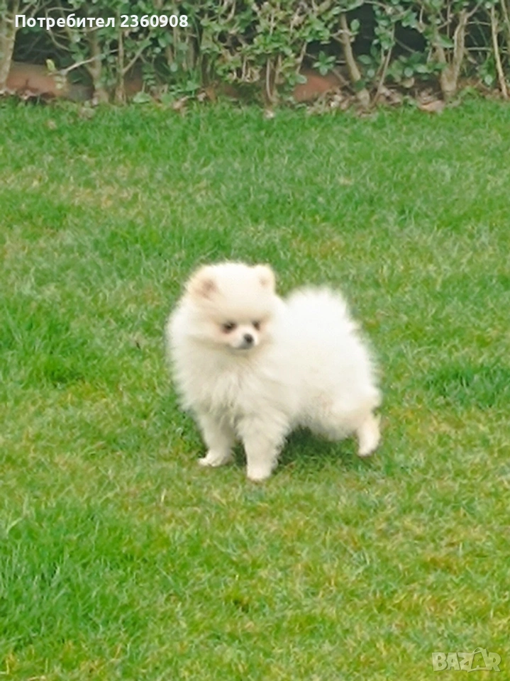 Померан, померанче, снимка 1