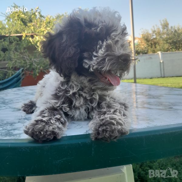 Lagotto Romagnolo, снимка 1