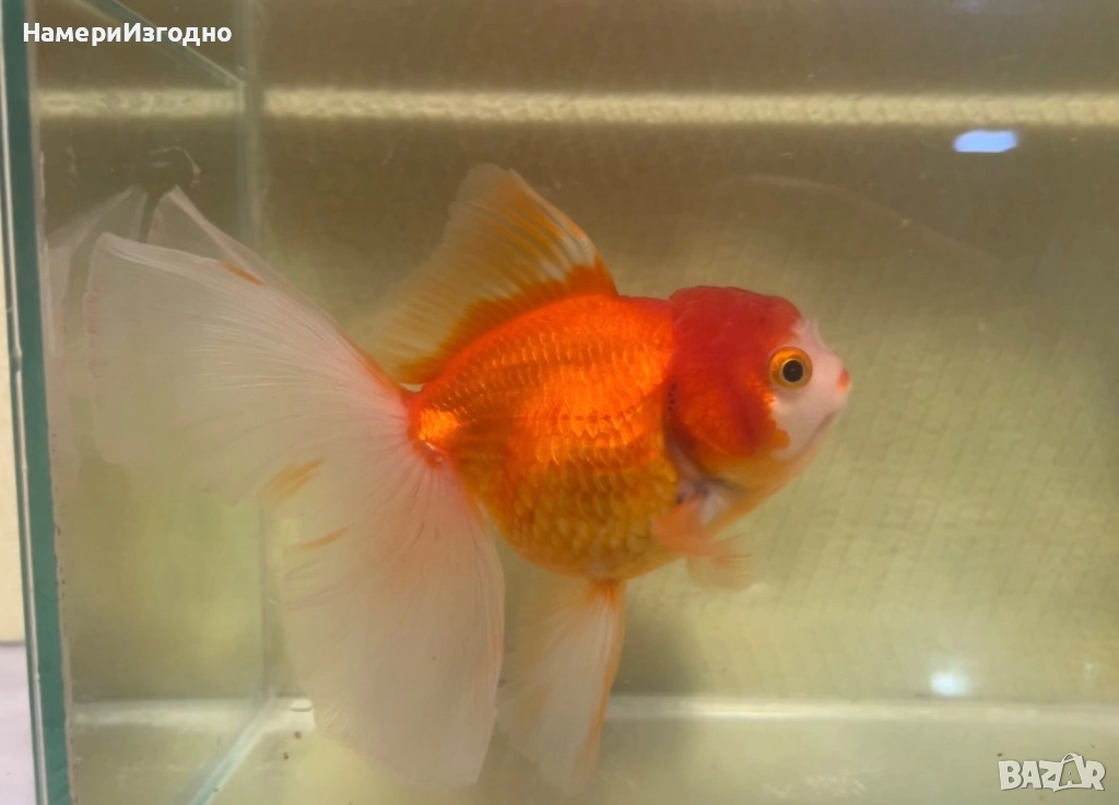 Златна Оранда, снимка 1