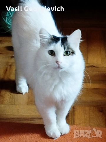 ПОДАРЯВАМ ПУХКАВА КОТКА, снимка 2 - Други - 52361958