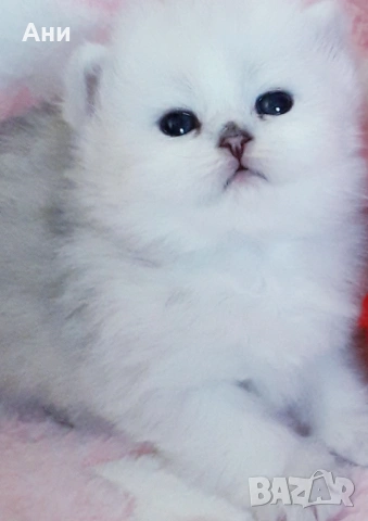 МНОГО,МНОГО СЛАДКИ БЕБЧЕТА, снимка 8 - Британска късокосместа - 54194297