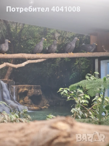 Продавам Маслинови гълъби , снимка 3 - Гълъби - 54007492