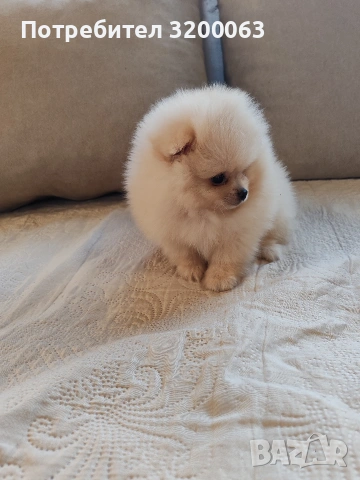 Померан мини померанчета , снимка 13 - Померан - 53726000