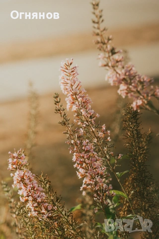 обектив Sony E 55-210 mm f/4.5-6.3 OSS, снимка 8 - Обективи и филтри - 53815585