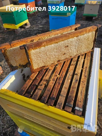 Ранни пчелни отводки , снимка 3 - За пчели - 53914074