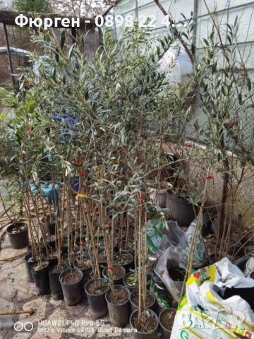 Маслина- 3 сорта , снимка 6 - Градински цветя и растения - 38697287