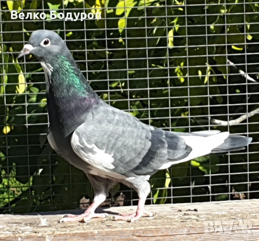 Пазарджишки високо летци. 