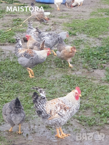 петли , снимка 2 - Кокошки и пуйки - 52877715