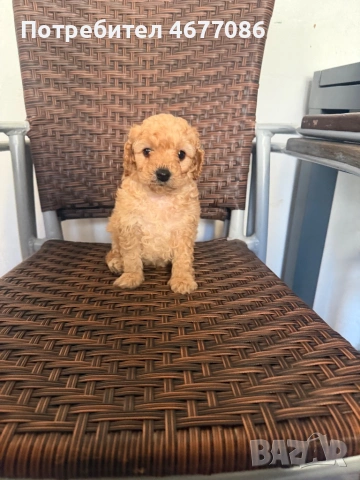 Той пудел момченце , снимка 2 - Пудели - 53758052