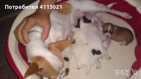 Мини чихуахуа, снимка 15 - Чихуахуа - 45990587